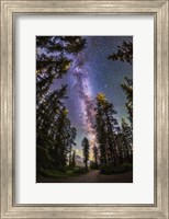 The Summer Milky Way With Through Pine Trees Fine Art Print
