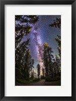 The Summer Milky Way With Through Pine Trees Fine Art Print