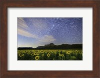 Star Trails Among the Passing Clouds Above a Sunflower Filed Near Bangkok, Thailand Fine Art Print