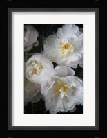 Paris Bloom - Market Flowers Fine Art Print