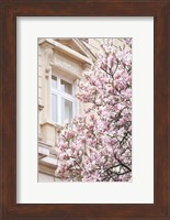 Pink Spring Magnolias in Paris Fine Art Print