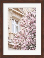 Pink Spring Magnolias in Paris Fine Art Print