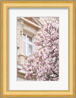 Pink Spring Magnolias in Paris Fine Art Print