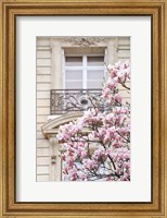 Spring Magnolias in Paris Fine Art Print