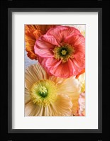 Spring Poppies Fine Art Print
