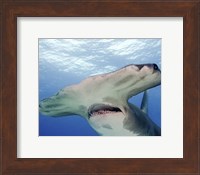 Great Hammerhead Shark With Mouth Open Fine Art Print
