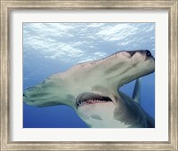 Great Hammerhead Shark With Mouth Open Fine Art Print