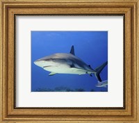 Reef Shark, Tiger Beach Fine Art Print