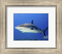 Reef Shark, Tiger Beach Fine Art Print