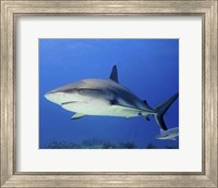 Reef Shark, Tiger Beach Fine Art Print