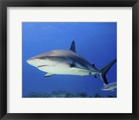 Reef Shark, Tiger Beach Fine Art Print