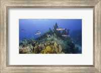 A Small Group Of Creole Wrasse Pass Over a Reef Fine Art Print