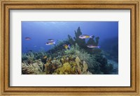 A Small Group Of Creole Wrasse Pass Over a Reef Fine Art Print