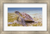 A Green Turtle in the Sea Grass Fine Art Print