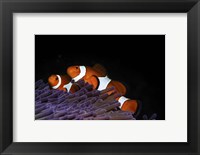 Two Clownfish in Their Anemone Home Fine Art Print