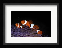 Two Clownfish in Their Anemone Home Fine Art Print