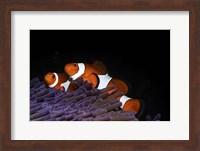 Two Clownfish in Their Anemone Home Fine Art Print