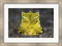 A Boxfish Portrait Fine Art Print