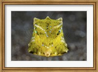 A Boxfish Portrait Fine Art Print