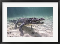 A Crocodile Stalking Its Prey Fine Art Print