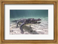 A Crocodile Stalking Its Prey Fine Art Print