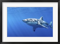 Great White Shark in Guadalupe Mexico Fine Art Print