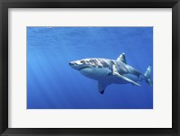 Great White Shark in Guadalupe Mexico Framed Print