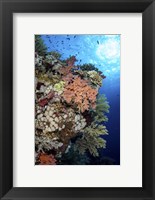 A Beautiful Soft Coral Reef in the Red Sea, Red Sea Fine Art Print
