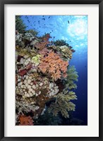 A Beautiful Soft Coral Reef in the Red Sea, Red Sea Fine Art Print