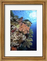 A Beautiful Soft Coral Reef in the Red Sea, Red Sea Fine Art Print