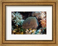 A Moray Eel Framed With Beautiful Soft Corals, Red Sea Fine Art Print