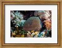 A Moray Eel Framed With Beautiful Soft Corals, Red Sea Fine Art Print