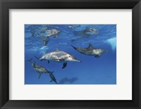 A Pod Of Spinner Dolphins Plays Near the Surface Of Red Sea Fine Art Print