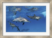 A Pod Of Spinner Dolphins Plays Near the Surface Of Red Sea Fine Art Print