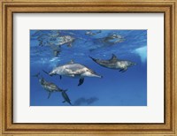 A Pod Of Spinner Dolphins Plays Near the Surface Of Red Sea Fine Art Print