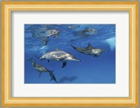 A Pod Of Spinner Dolphins Plays Near the Surface Of Red Sea Fine Art Print