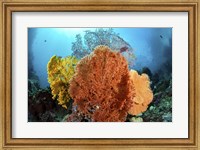 Different Colored Sea Fans Grow Together Fine Art Print