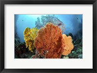 Different Colored Sea Fans Grow Together Fine Art Print