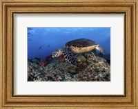 A Hawksbill Turtle Glides Over a Reef in Search Of a Meal Fine Art Print