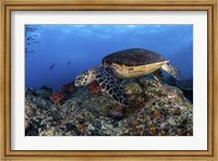 A Hawksbill Turtle Glides Over a Reef in Search Of a Meal Fine Art Print