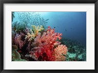 Soft Corals Adorn the Reef and Fish Are Plentiful Fine Art Print