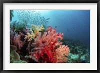 Soft Corals Adorn the Reef and Fish Are Plentiful Fine Art Print