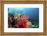 Soft Corals Adorn the Reef and Fish Are Plentiful Fine Art Print