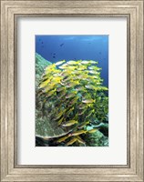 A School Of Fish Bonds Tightly Together For Protection Fine Art Print