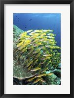 A School Of Fish Bonds Tightly Together For Protection Fine Art Print
