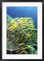 A School Of Fish Bonds Tightly Together For Protection Fine Art Print