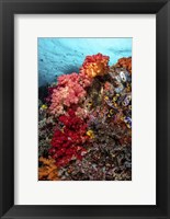 Colorful Soft Corals Live Along the Ridge Of This Coral Bommie Fine Art Print