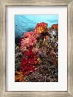 Colorful Soft Corals Live Along the Ridge Of This Coral Bommie Fine Art Print