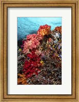 Colorful Soft Corals Live Along the Ridge Of This Coral Bommie Fine Art Print