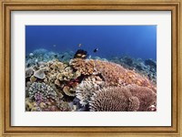 A Beautiful Hard Coral Reef Supports a Healthy Ecosystem Fine Art Print